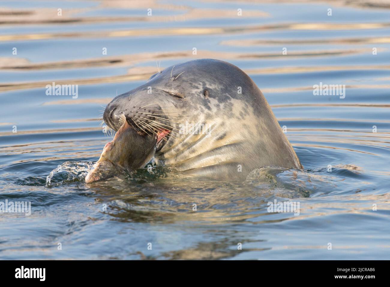 Graue Dichtung (Halichoerus grypus). Weibchen, die einen flachen Fisch essen. Deutschland Stockfoto