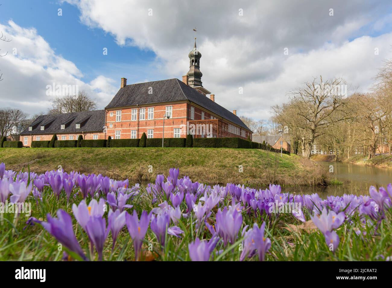 Crocus (Crocus neapolitanus). Die Husum-Krokusblüte ist eine landesweit bekannte Attraktion der Stadt Husum im Kreis Nordfriesland in Schleswig-Holstein Stockfoto