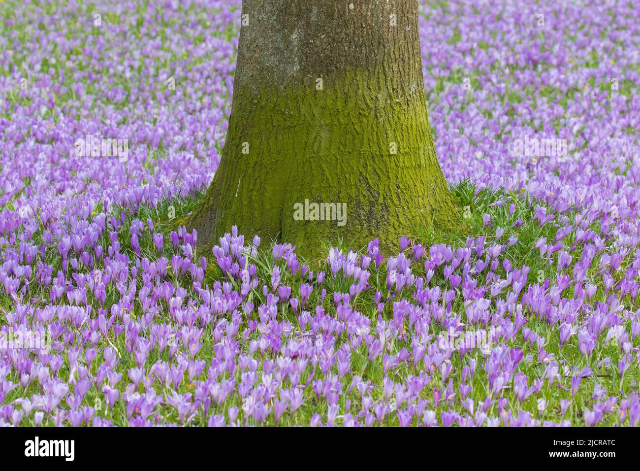 Crocus (Crocus neapolitanus). Die Husum-Krokusblüte ist eine landesweit bekannte Attraktion der Stadt Husum im Kreis Nordfriesland in Schleswig-Holstein Stockfoto