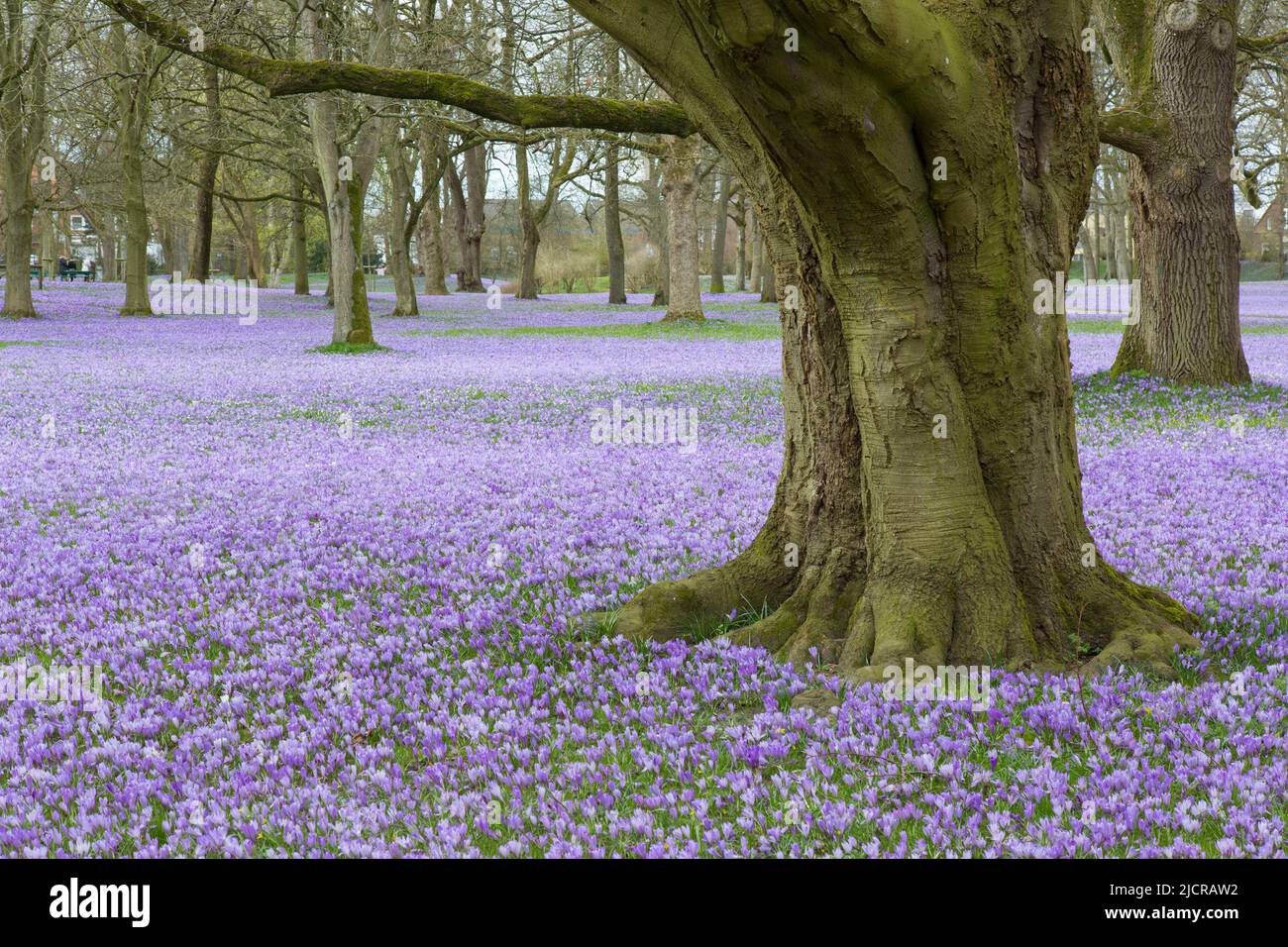 Crocus (Crocus neapolitanus). Die Husum-Krokusblüte ist eine landesweit bekannte Attraktion der Stadt Husum im Kreis Nordfriesland in Schleswig-Holstein Stockfoto