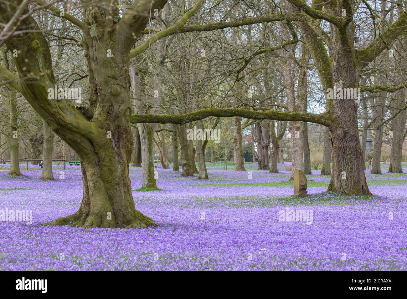 Crocus (Crocus neapolitanus). Die Husum-Krokusblüte ist eine landesweit bekannte Attraktion der Stadt Husum im Kreis Nordfriesland in Schleswig-Holstein Stockfoto
