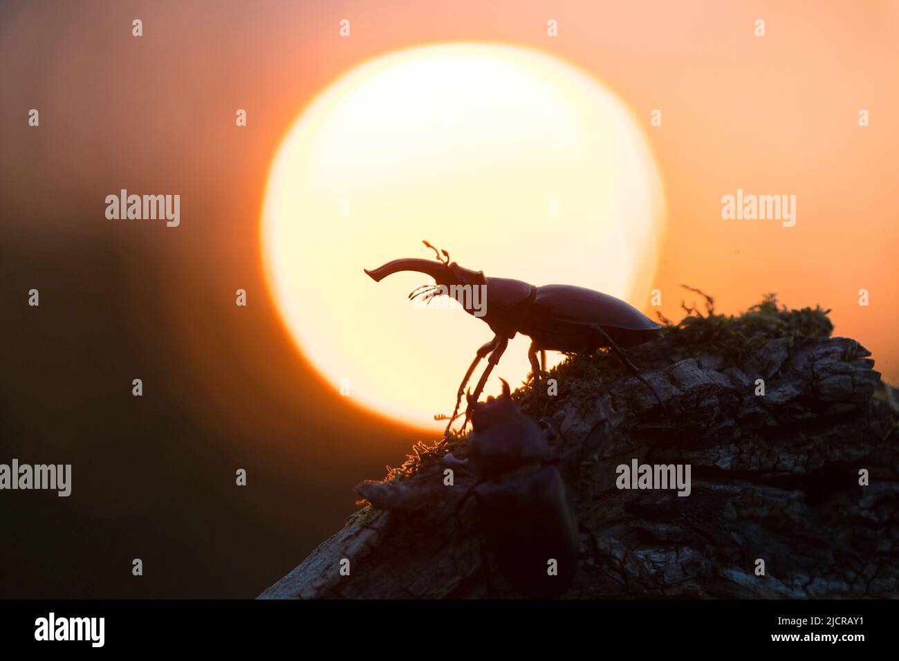 Hirschkäfer (Lucanus cervius). Männliche Silhouetten gegen die untergehende Sonne. Deutschland Stockfoto