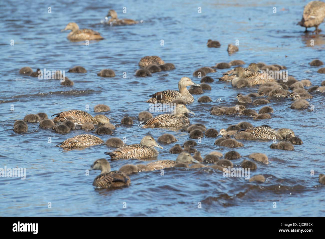 Gewöhnlicher Eider (Somateria mollissima). Weibchen mit Entenküken, die im Meer auf Nahrungssuche gehen. Island Stockfoto