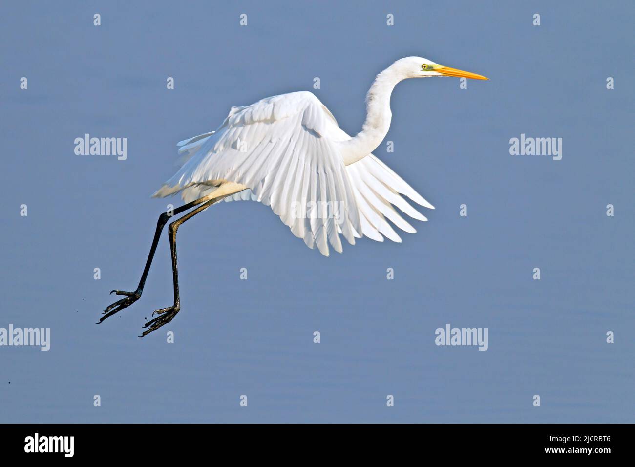 Great Egret (Ardea Alba). Erwachsener in Flht. Deutschland Stockfoto