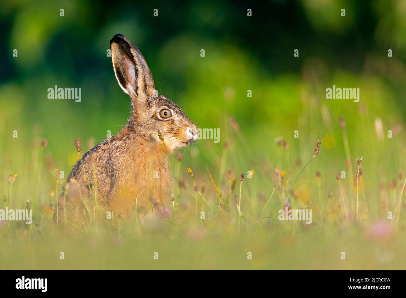 Europäischer Hase (Lepus europaeus). Aufmerksamer Erwachsener auf einer Wiese. Deutschland Stockfoto