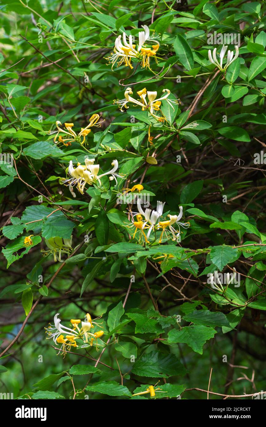 Wilde Geißelblüte im Frühsommer Stockfoto