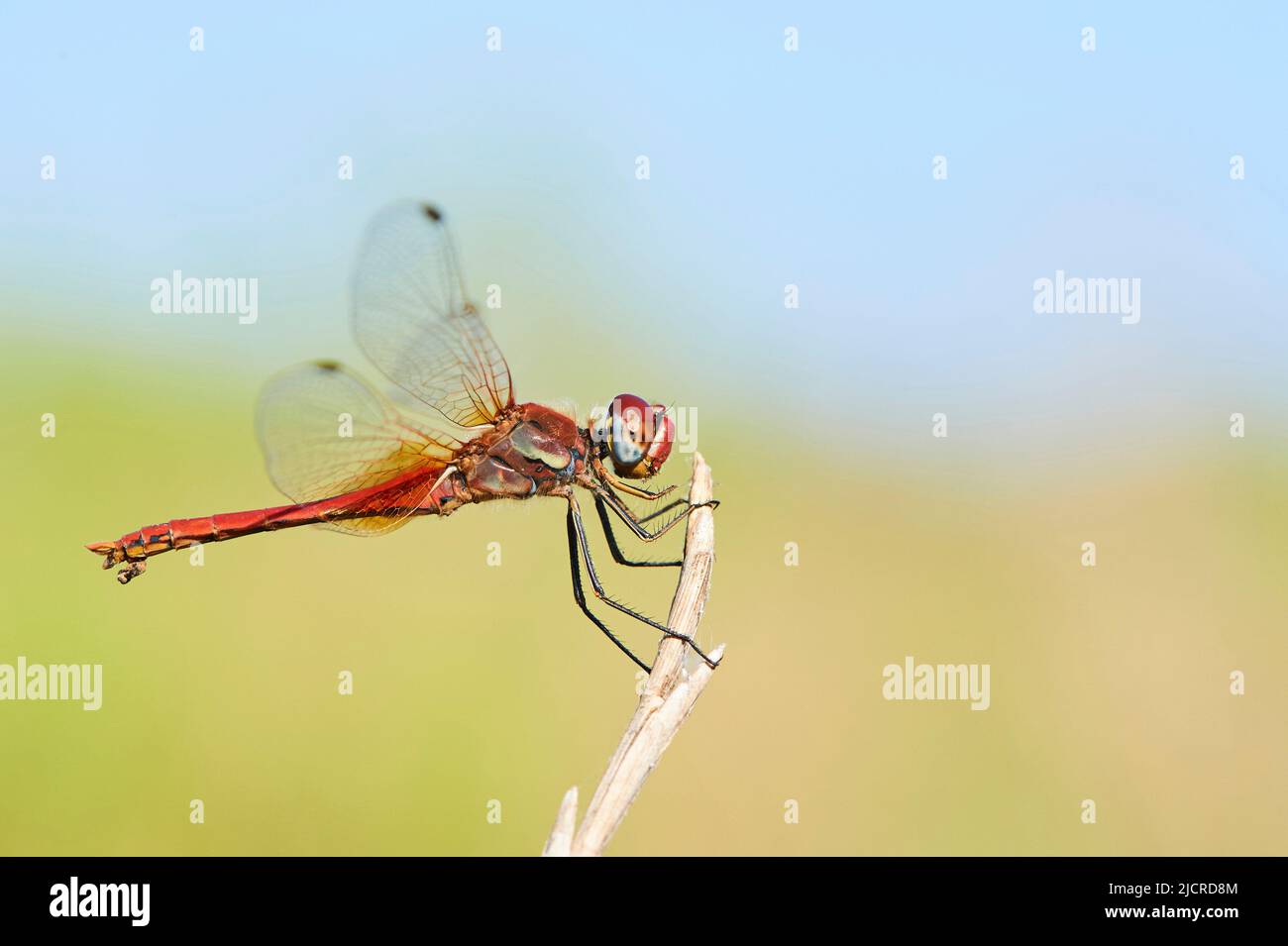 Rotaderentaucher (Sympetrum fonscolombii). Männchen thront auf einem Stiel. Spanien Stockfoto