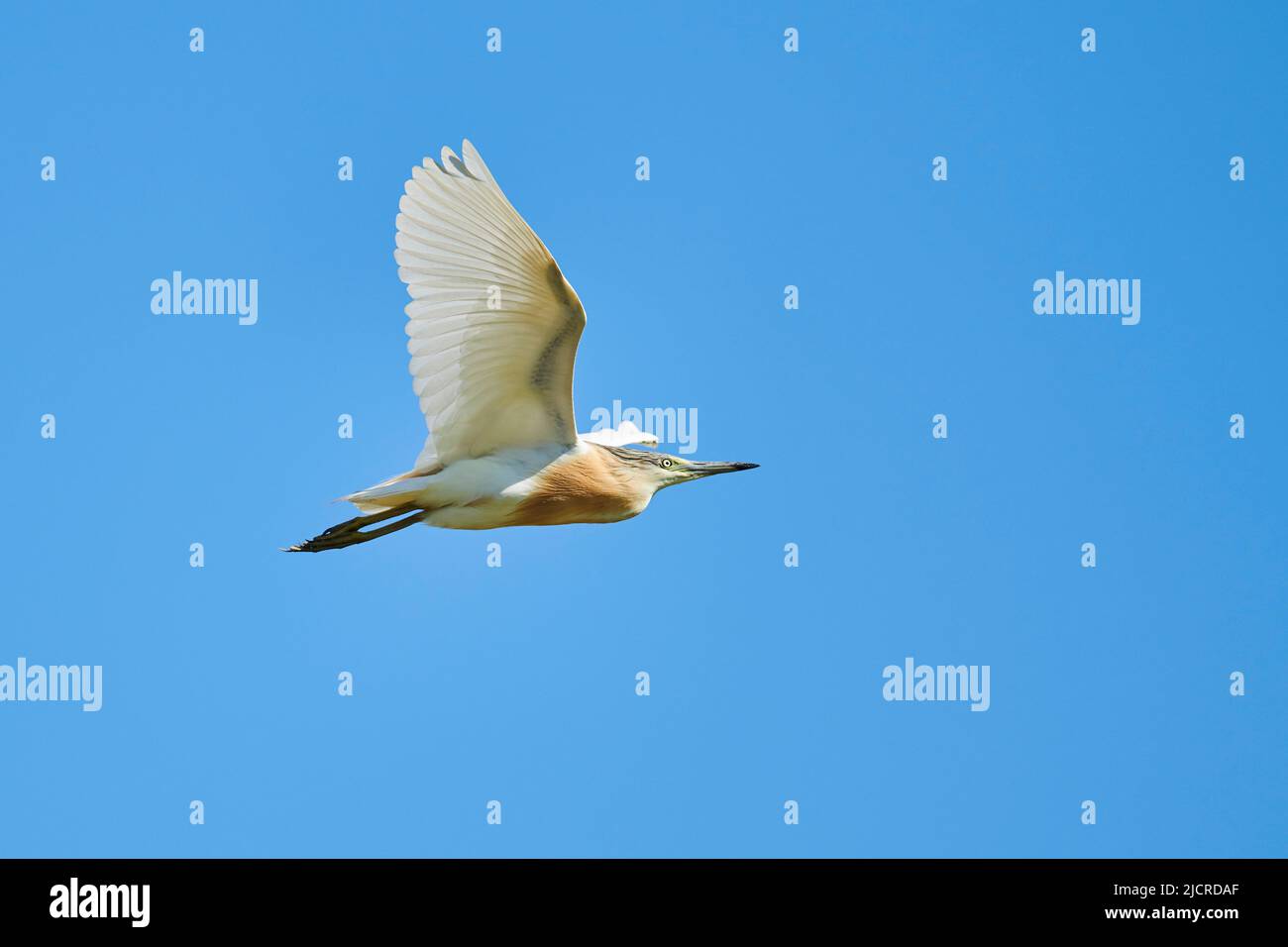 Squacco Heron (Ardeola ralloides) im Flug, Ebro Delta, Spanien Stockfoto