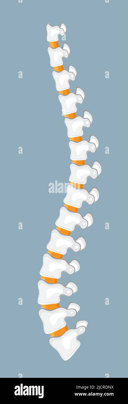 Symbolvektor für die menschliche Wirbelsäule. Bandscheiben für medizinische Anwendungen oder Gewebe. Wirbelsäulenschmerzen, Probleme, Skoliose, Verletzung, Fraktur, Pathologie und Störungen ma Stock Vektor