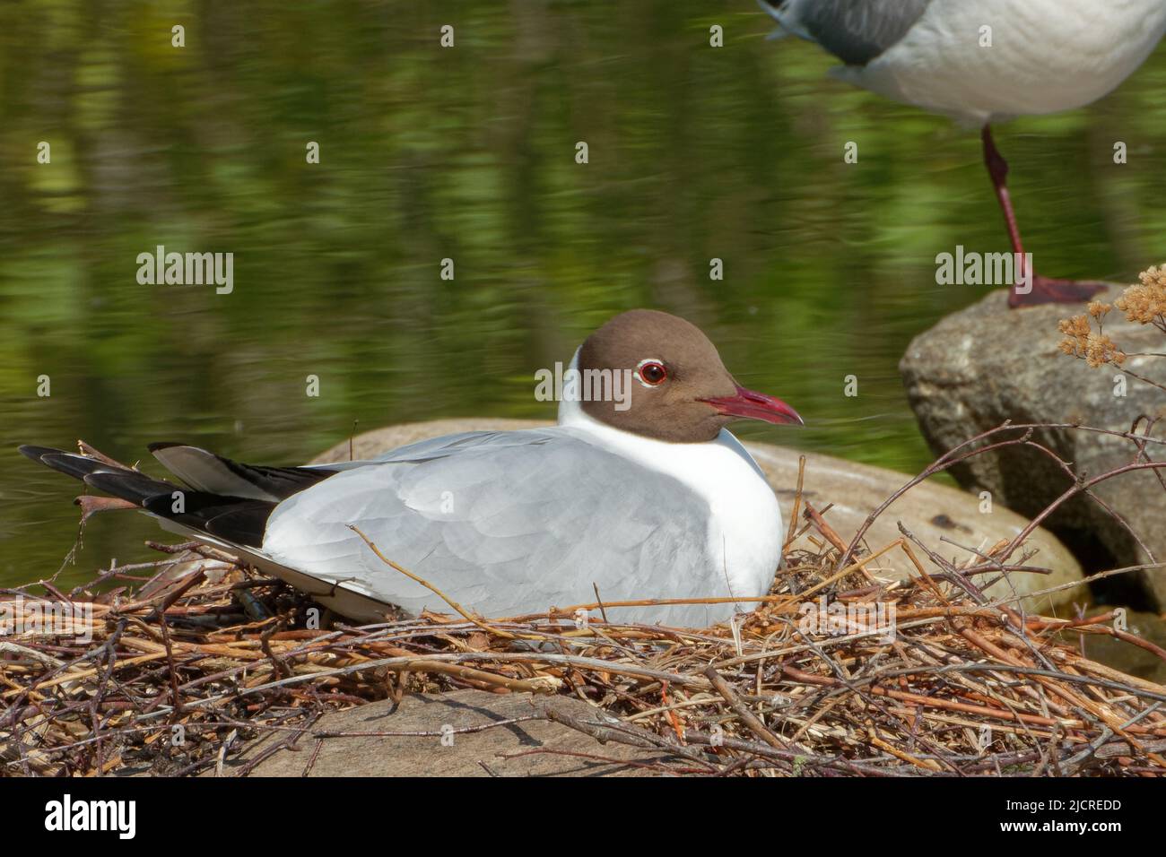 Schwarzkopfmöwe (Chroicocephalus ridibundus) ist eine kleine Möwe, die in einem Großteil der Paläarktis brütet. Stockfoto