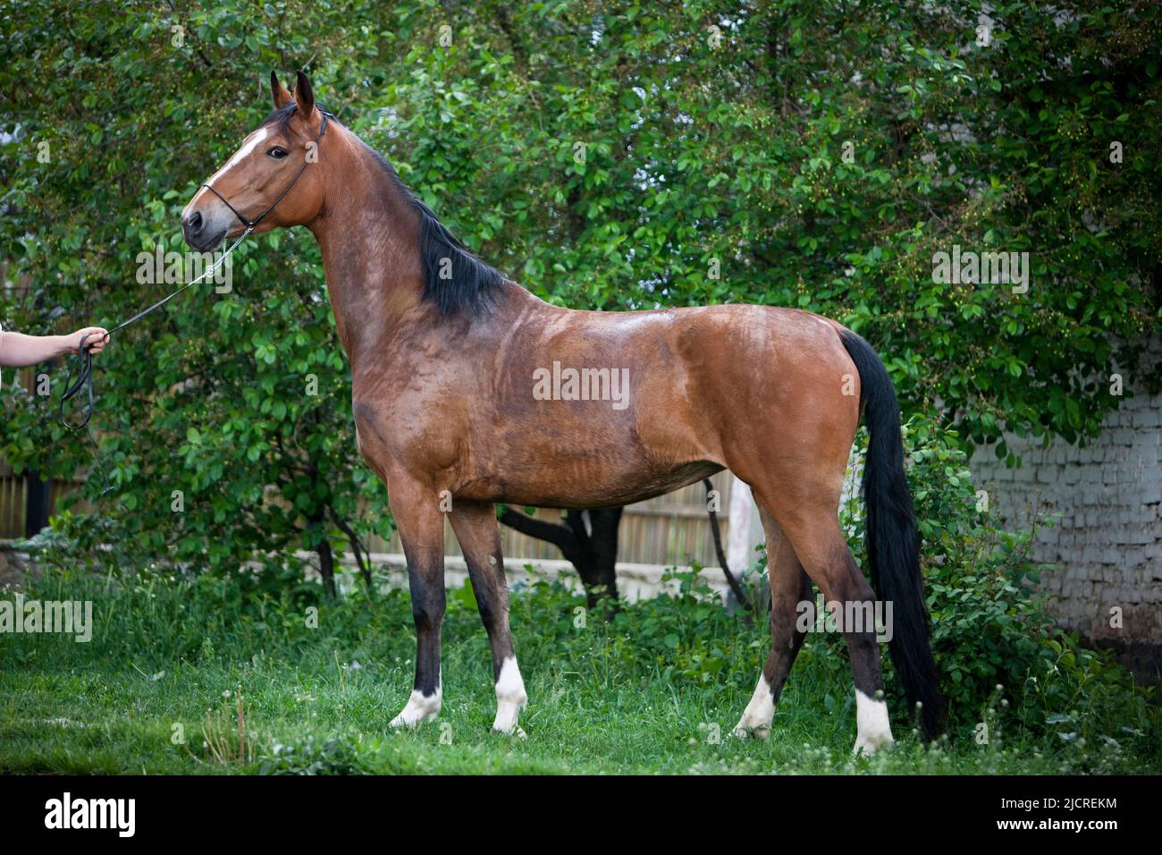Dutch Harness Horse, Tuigpaard Horse. Bay Adult Standing, Seite an Seite gesehen Stockfoto