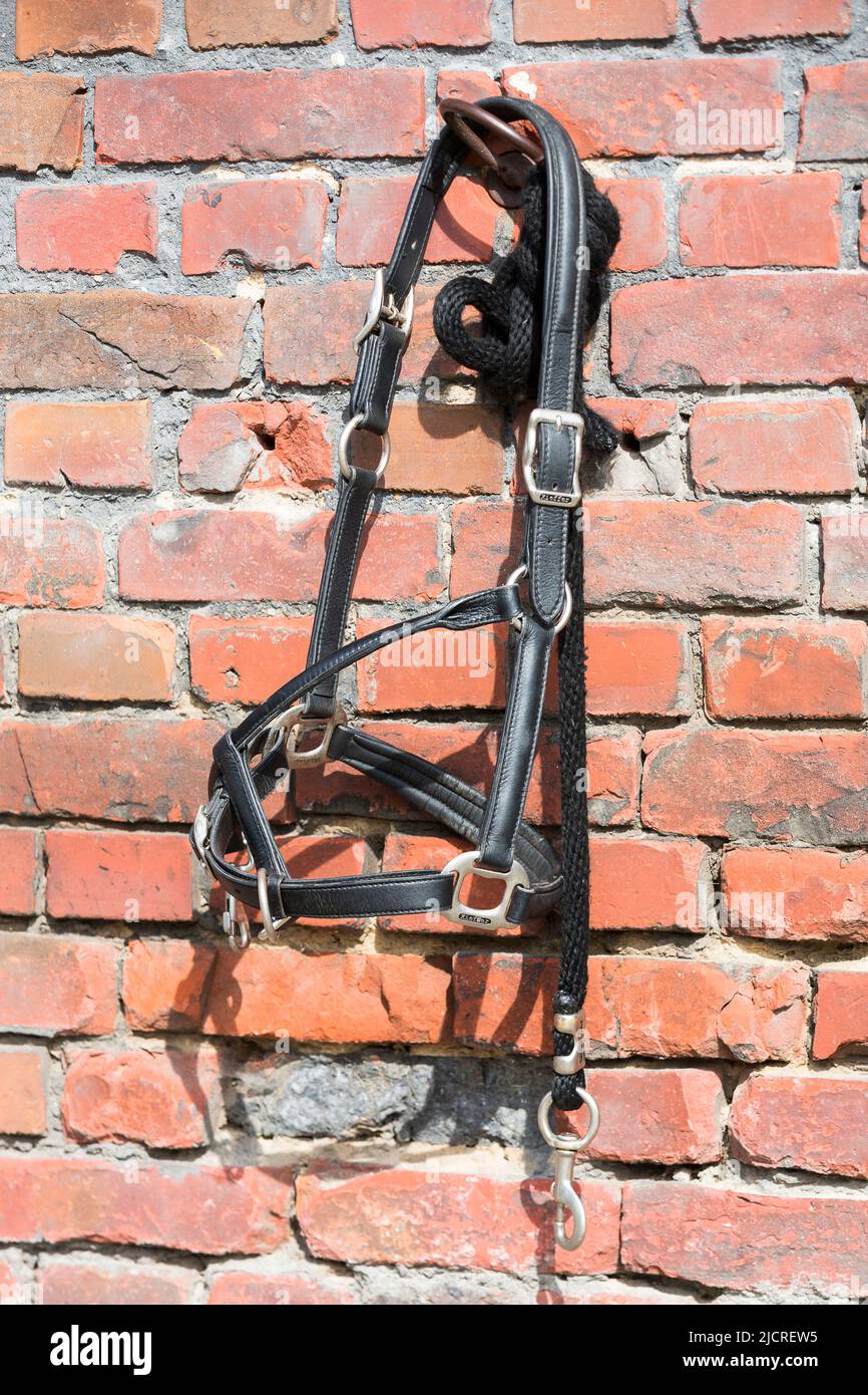 Kopfkragen, Halfter, aus Leder, an einer Wand hängend. Deutschland Stockfoto