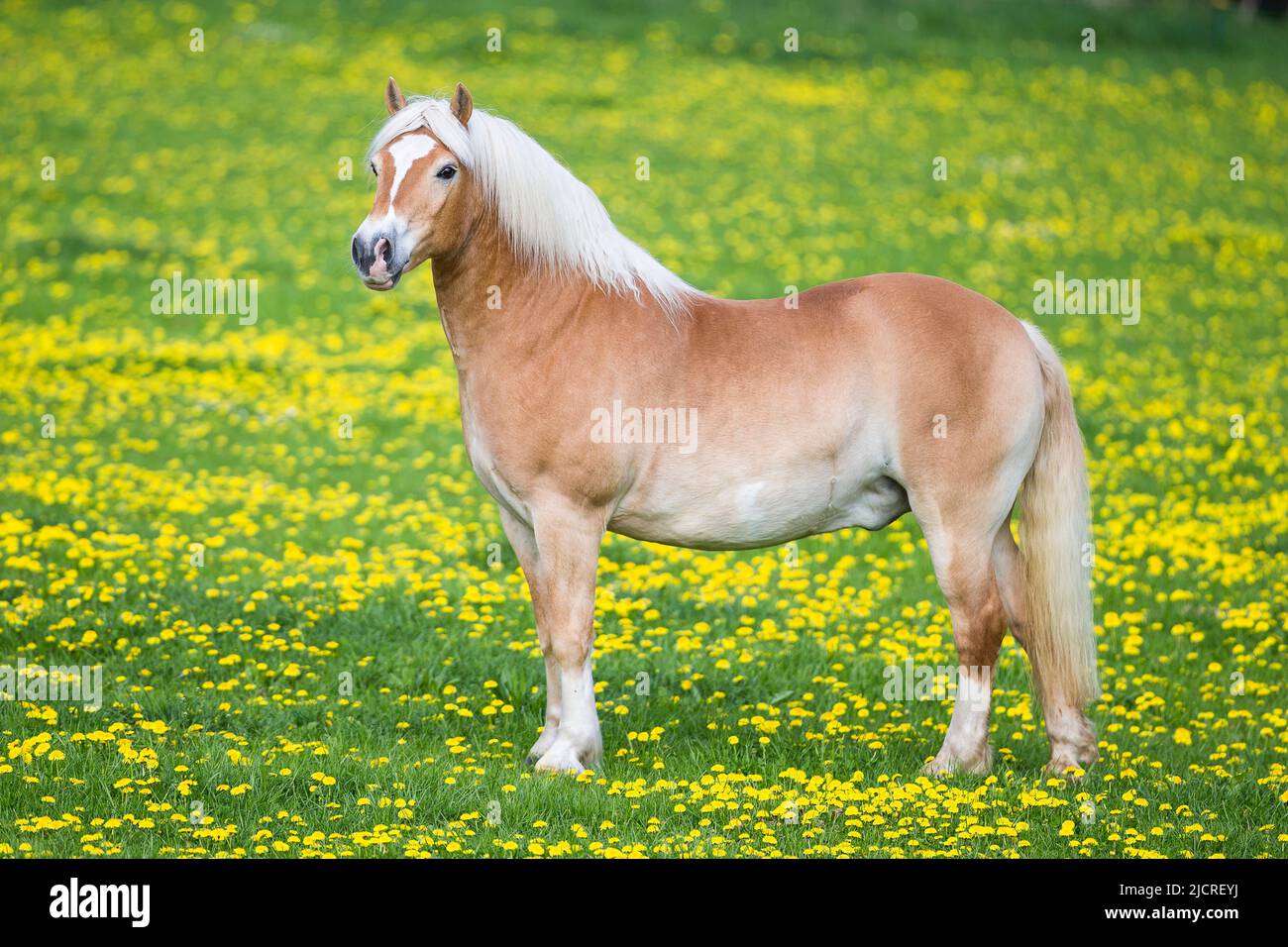 Haflinger Pferd. Der etwas zu fette Wallach Paul steht, seitlich gesehen. Deutschland. Stockfoto