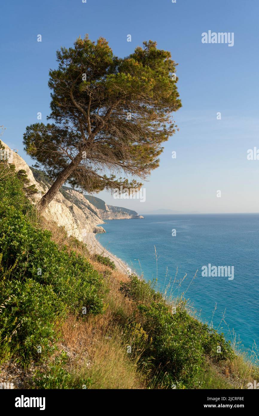 Alte Pinien auf einer Klippe über einem wunderschönen mediterranen Strand Stockfoto