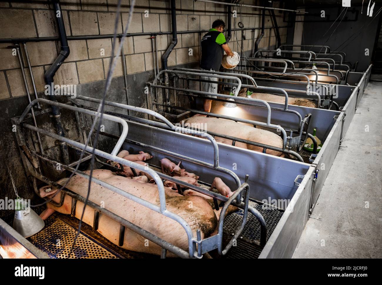 2022-06-15 08:57:40 HALDERBERGE - Ein Schweinezüchter bei der Arbeit unter seinen Schweinen im Stall. Die Halbierung der Stickstoffemissionen wird zu erheblichen Veränderungen in den Gebieten führen. Auch für Noord-Brabant, die Provinz mit den höchsten Stickstoffemissionen, steht ein großer Job bevor. ANP JEFFREY GROENEWEG niederlande Out - belgien Out Stockfoto