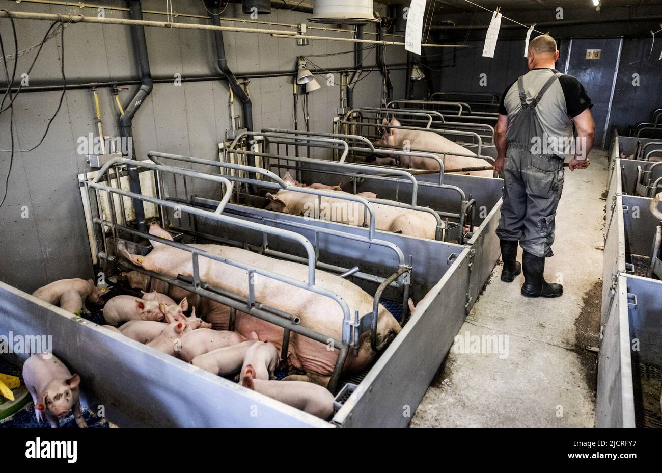 2022-06-15 09:04:28 HALDERBERGE - Ein Schweinezüchter bei der Arbeit unter seinen Schweinen im Stall. Die Halbierung der Stickstoffemissionen wird zu erheblichen Veränderungen in den Gebieten führen. Auch für Noord-Brabant, die Provinz mit den höchsten Stickstoffemissionen, steht ein großer Job bevor. ANP JEFFREY GROENEWEG niederlande Out - belgien Out Stockfoto