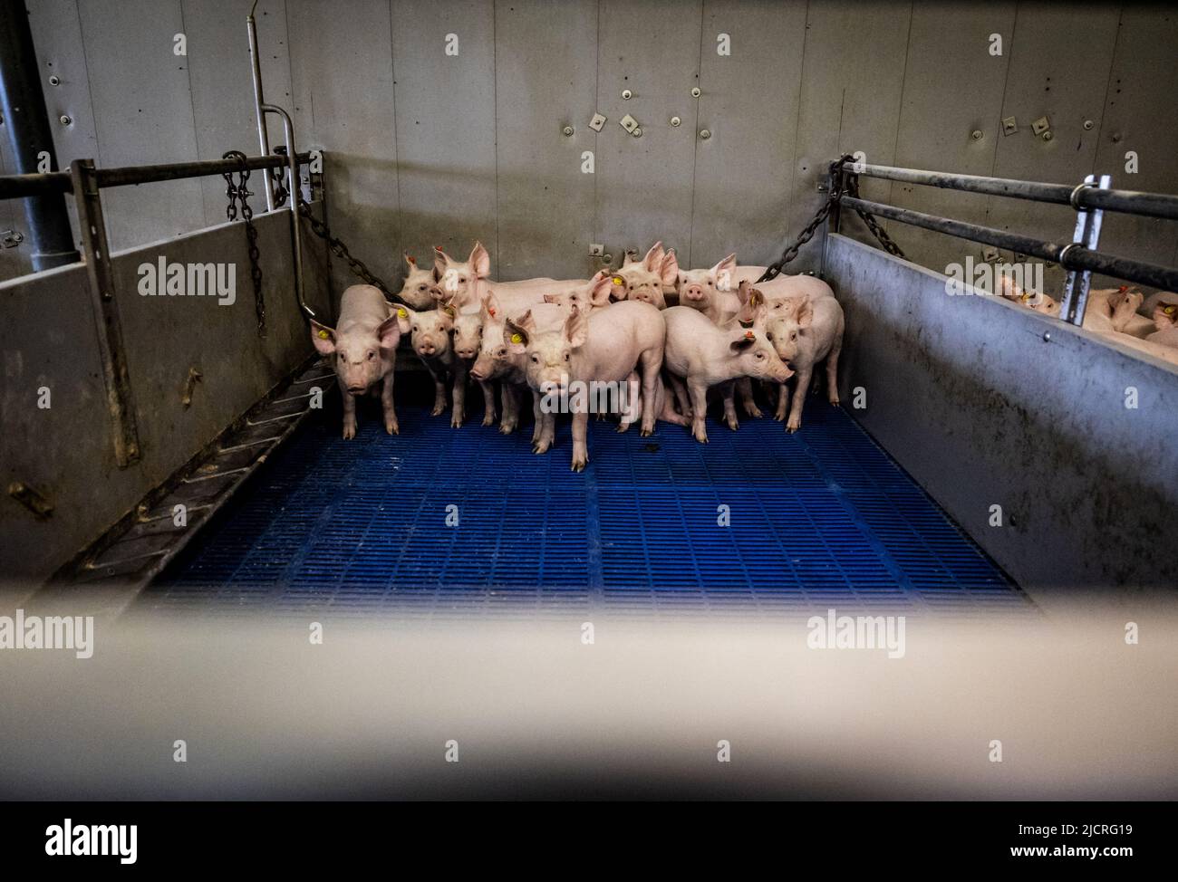 2022-06-15 09:05:57 HALDERBERGE - Ein Schweinezüchter bei der Arbeit unter seinen Schweinen im Stall. Die Halbierung der Stickstoffemissionen wird zu erheblichen Veränderungen in den Gebieten führen. Auch für Noord-Brabant, die Provinz mit den höchsten Stickstoffemissionen, steht ein großer Job bevor. ANP JEFFREY GROENEWEG niederlande Out - belgien Out Stockfoto