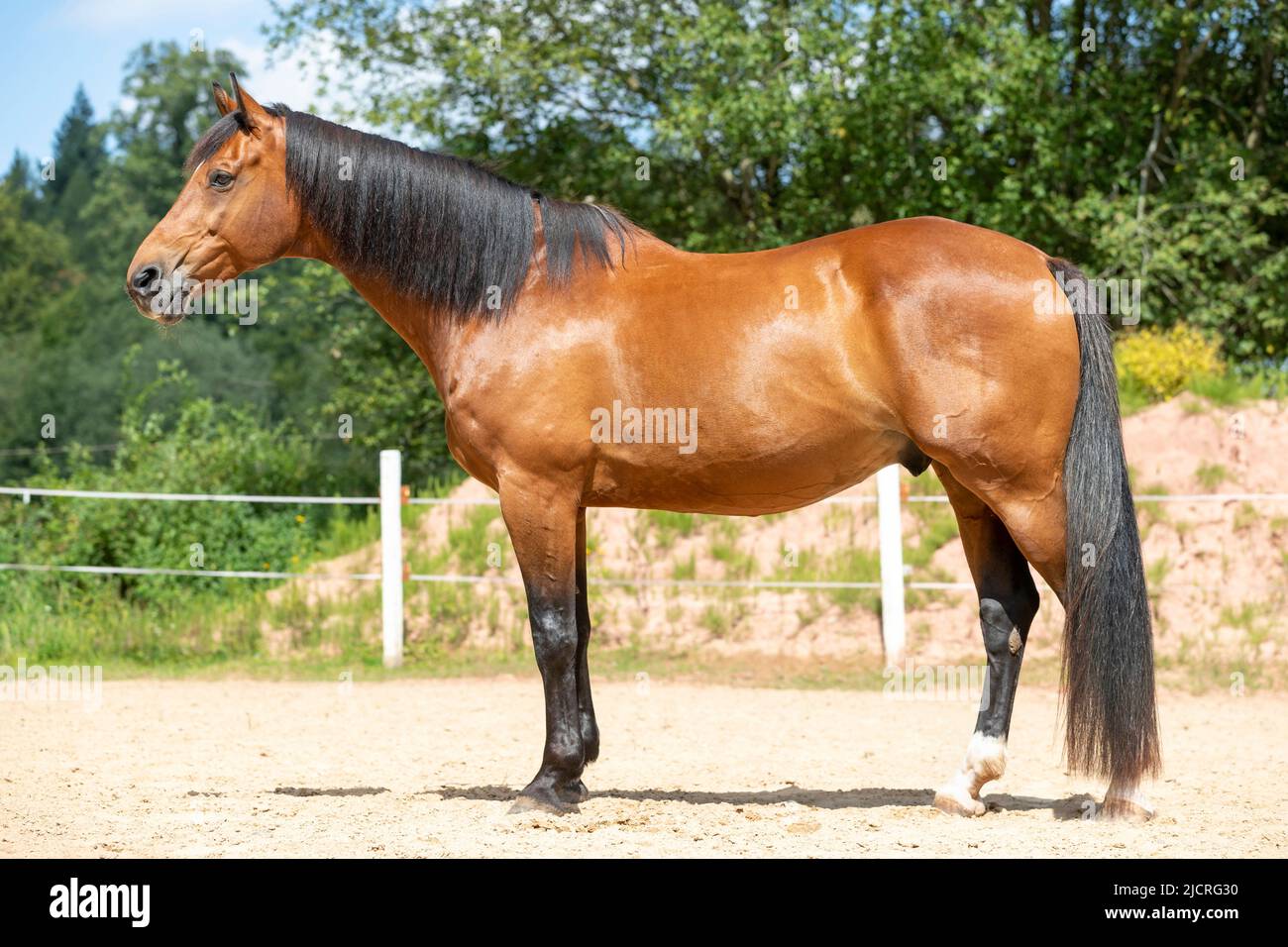 Holländisches Warmblut. Bay Wallach stehend, seitlich gesehen. Deutschland. Stockfoto