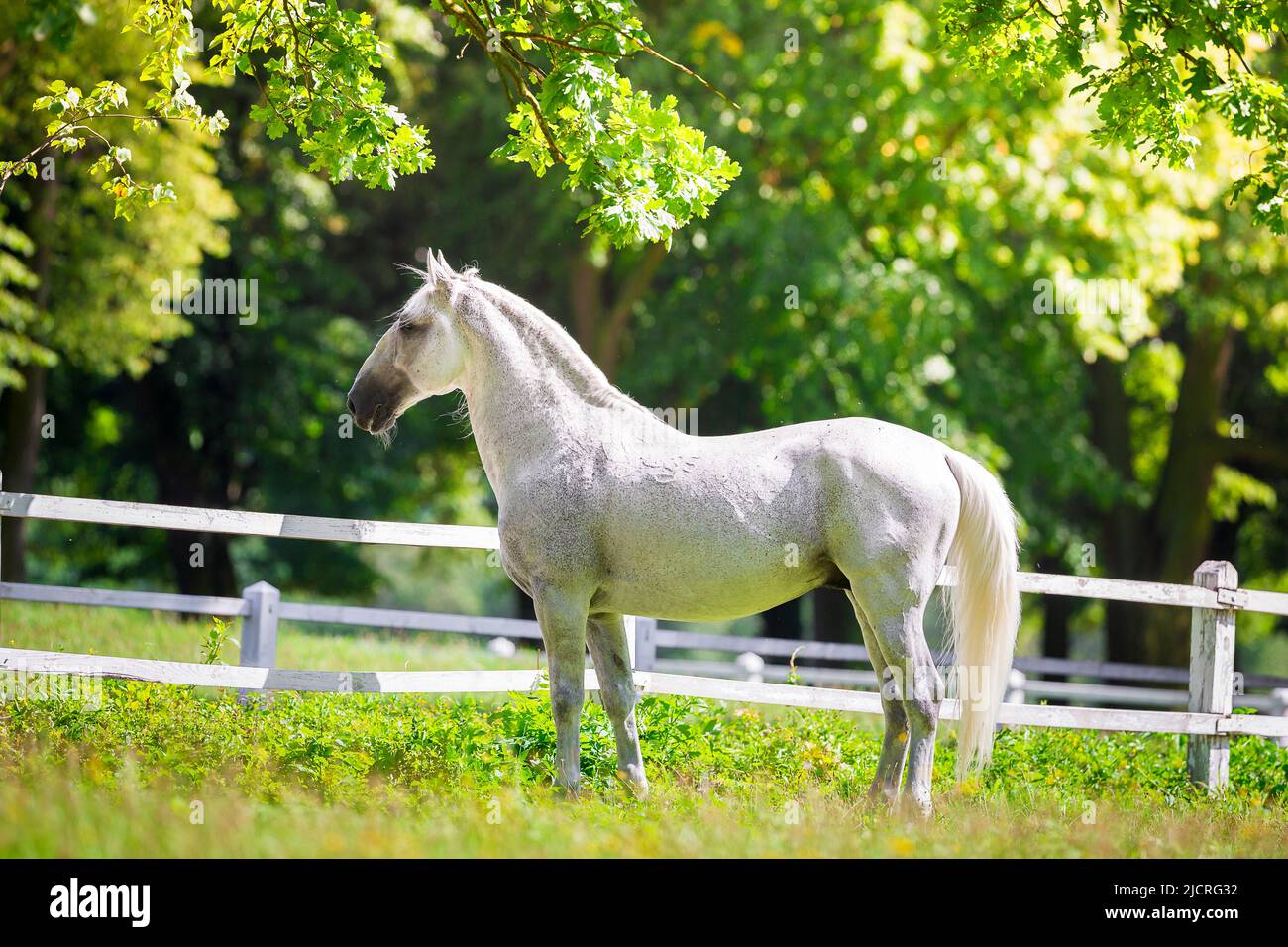 Kladruber Horse. Grauer Hengst stehend, seitlich gesehen. Tschechische Republik. Stockfoto