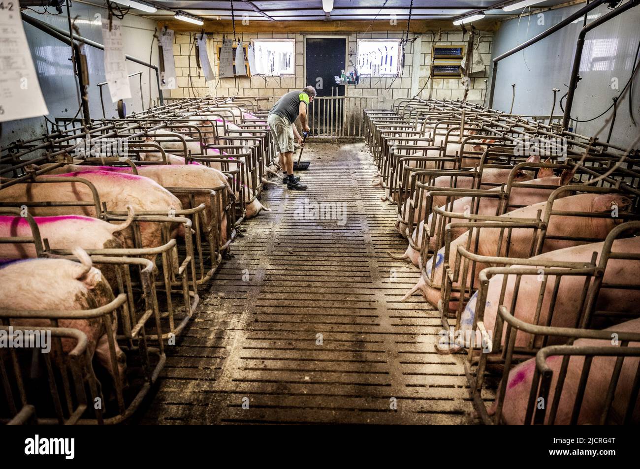 2022-06-15 09:07:41 HALDERBERGE - Ein Schweinezüchter bei der Arbeit unter seinen Schweinen im Stall. Die Halbierung der Stickstoffemissionen wird zu erheblichen Veränderungen in den Gebieten führen. Auch für Noord-Brabant, die Provinz mit den höchsten Stickstoffemissionen, steht ein großer Job bevor. ANP JEFFREY GROENEWEG niederlande Out - belgien Out Stockfoto