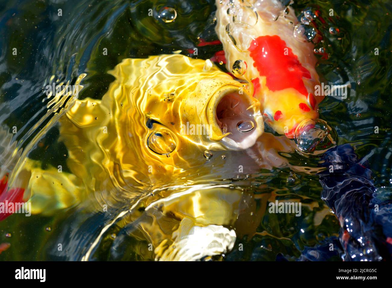 Nahaufnahme der gelben Karpfen Koi (Cyprinus) auf der Wasseroberfläche Stockfoto