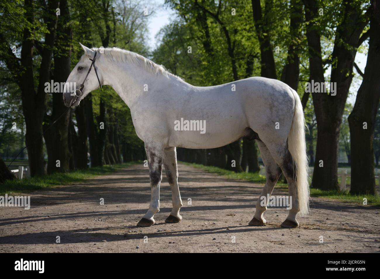 Kladruber Horse. Grauer Hengst stehend, seitlich gesehen. Deutschland. Stockfoto