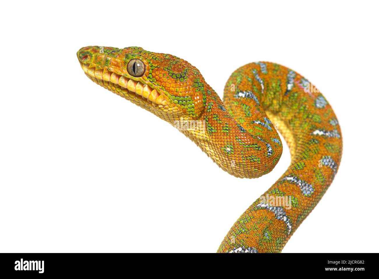 Kopfaufnahme der Juvenile Emerald Tree Boa Corallus caninus Stockfoto