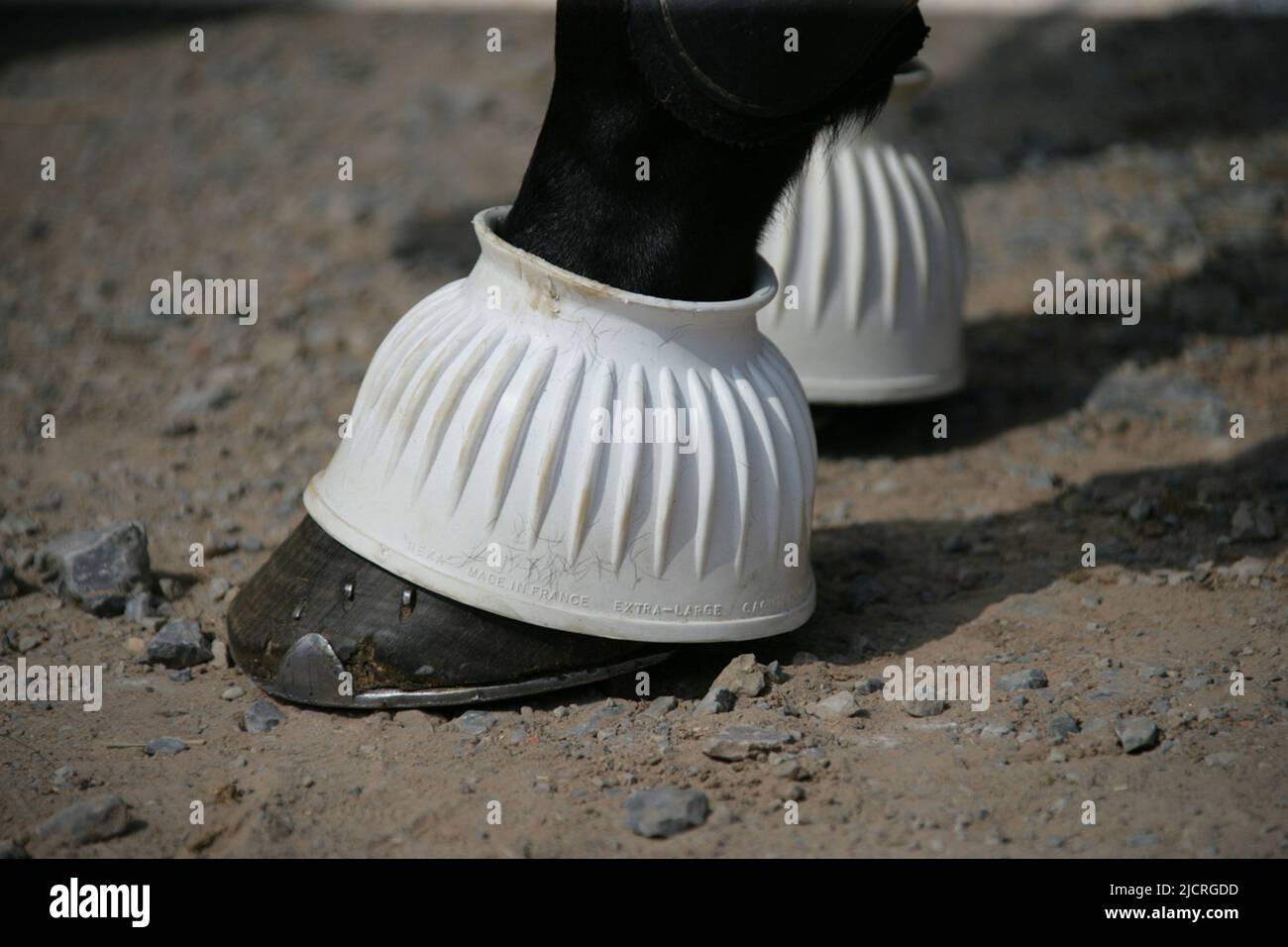 Hauspferd trägt Glockenstiefel Stockfoto