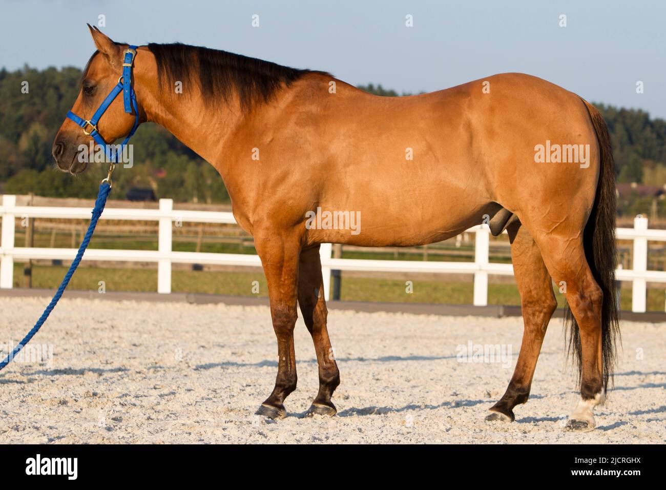 American Quarter Horse, Dun-Wallach stehend, seitlich gesehen. Deutschland. Stockfoto