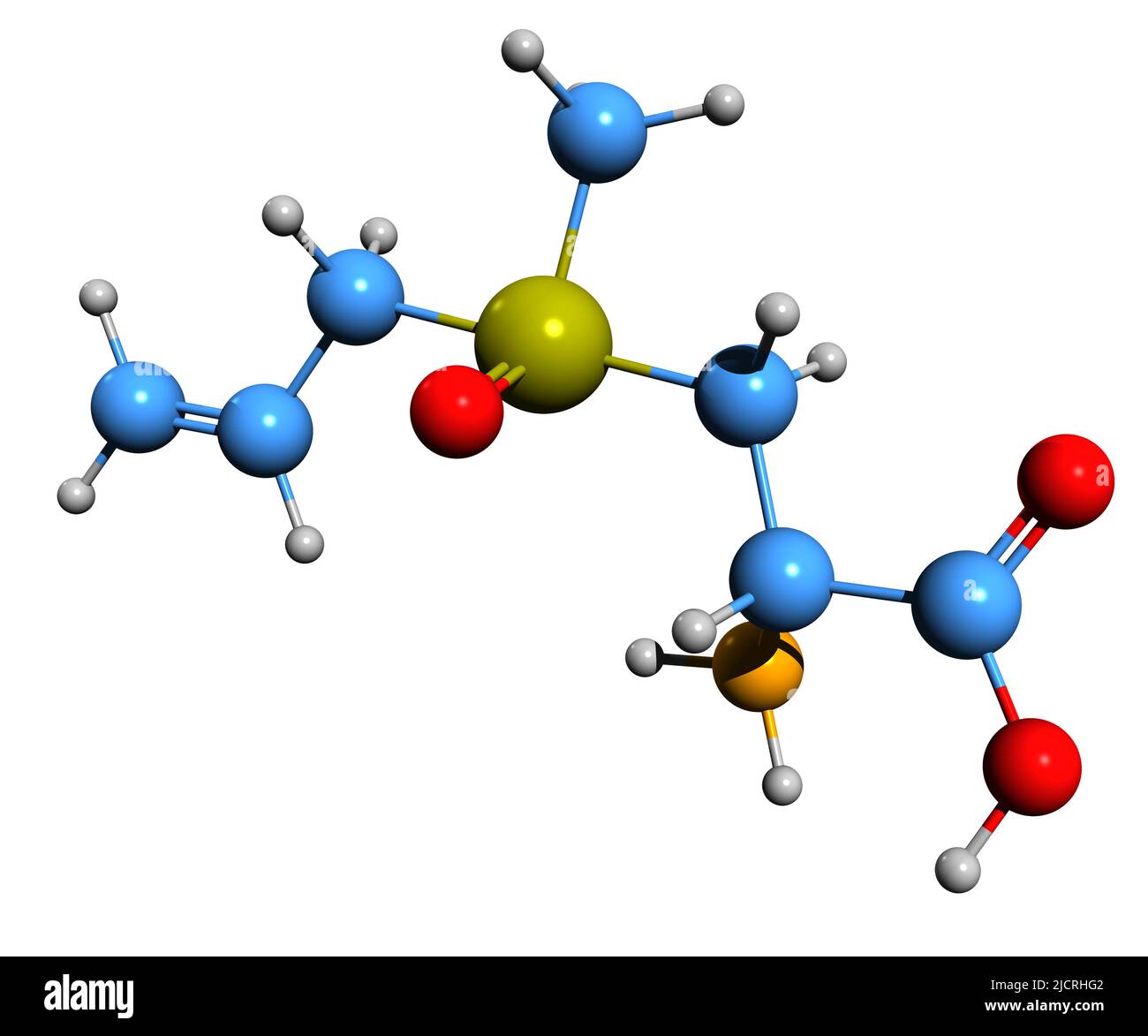 3D Bild der Skelettformel von Alliin - molekularchemische Struktur des Knoblauchsulfoxids auf weißem Hintergrund isoliert Stockfoto