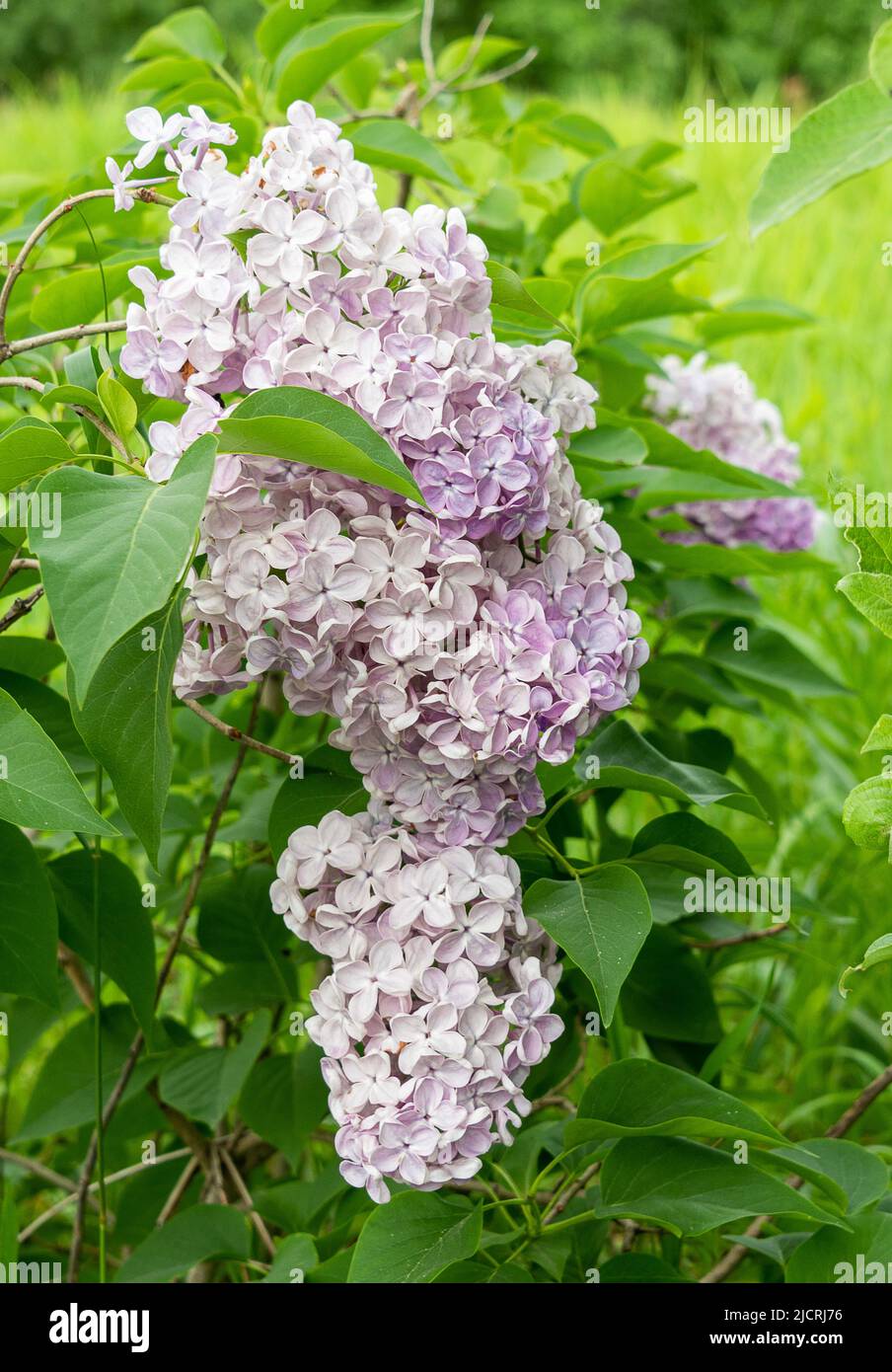 Ein Haufen duftender Flieder auf einem Hintergrund aus grünen Blättern. Selektiver Fokus auf eine Reihe von Fliedern. Fliederbuchse. Stockfoto