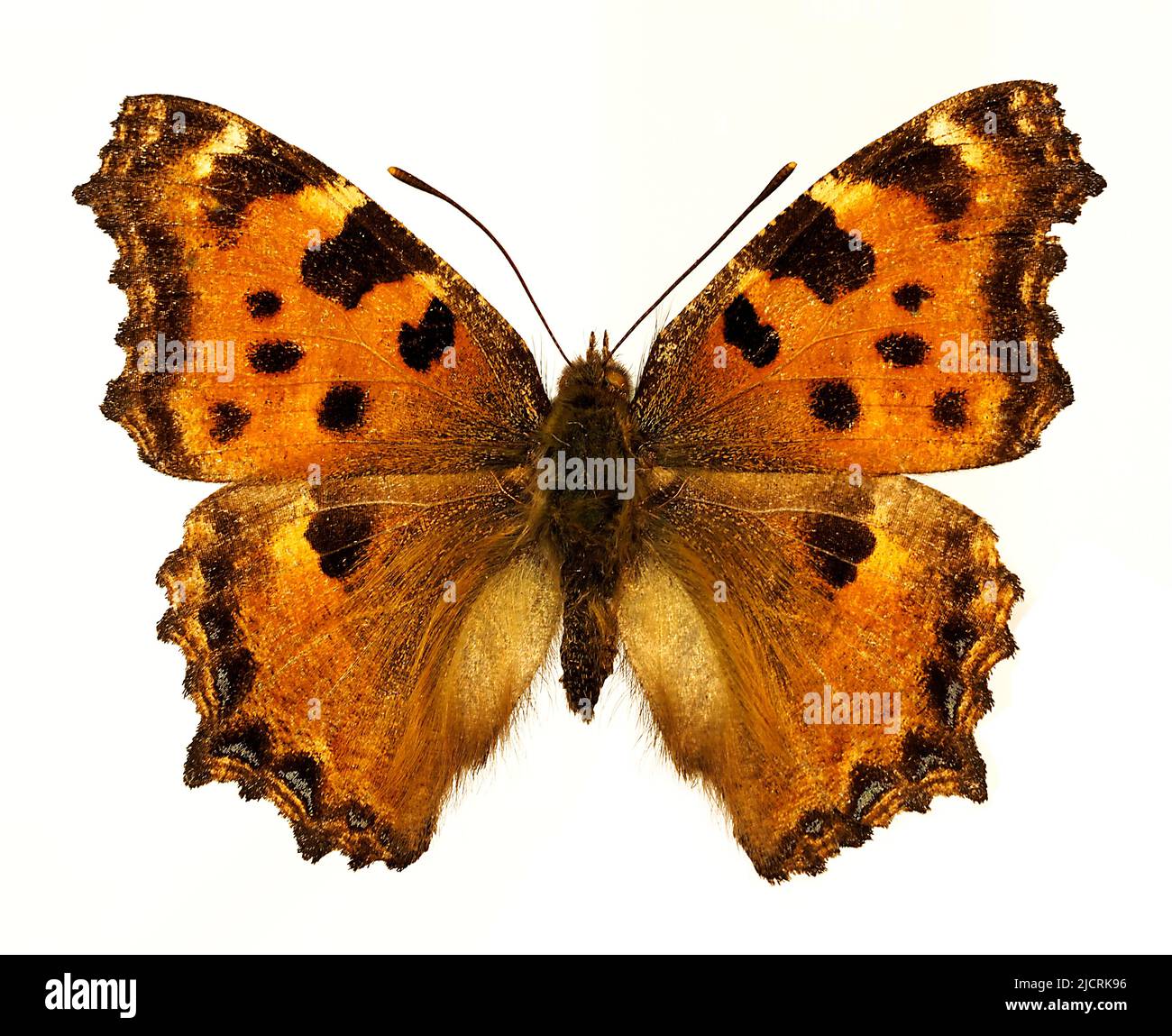 Blackleg Tortoiseshel oder große Schildkröte (Nymphalis polychloros) isoliert auf weißem Hintergrund, ist ein Schmetterling der Familie Nymphalidae. Stockfoto