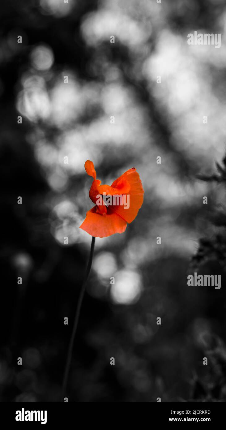 Eine künstlerische Fotografie eines Mohns mit selektiver Farbe und einem monochromen Hintergrund Stockfoto