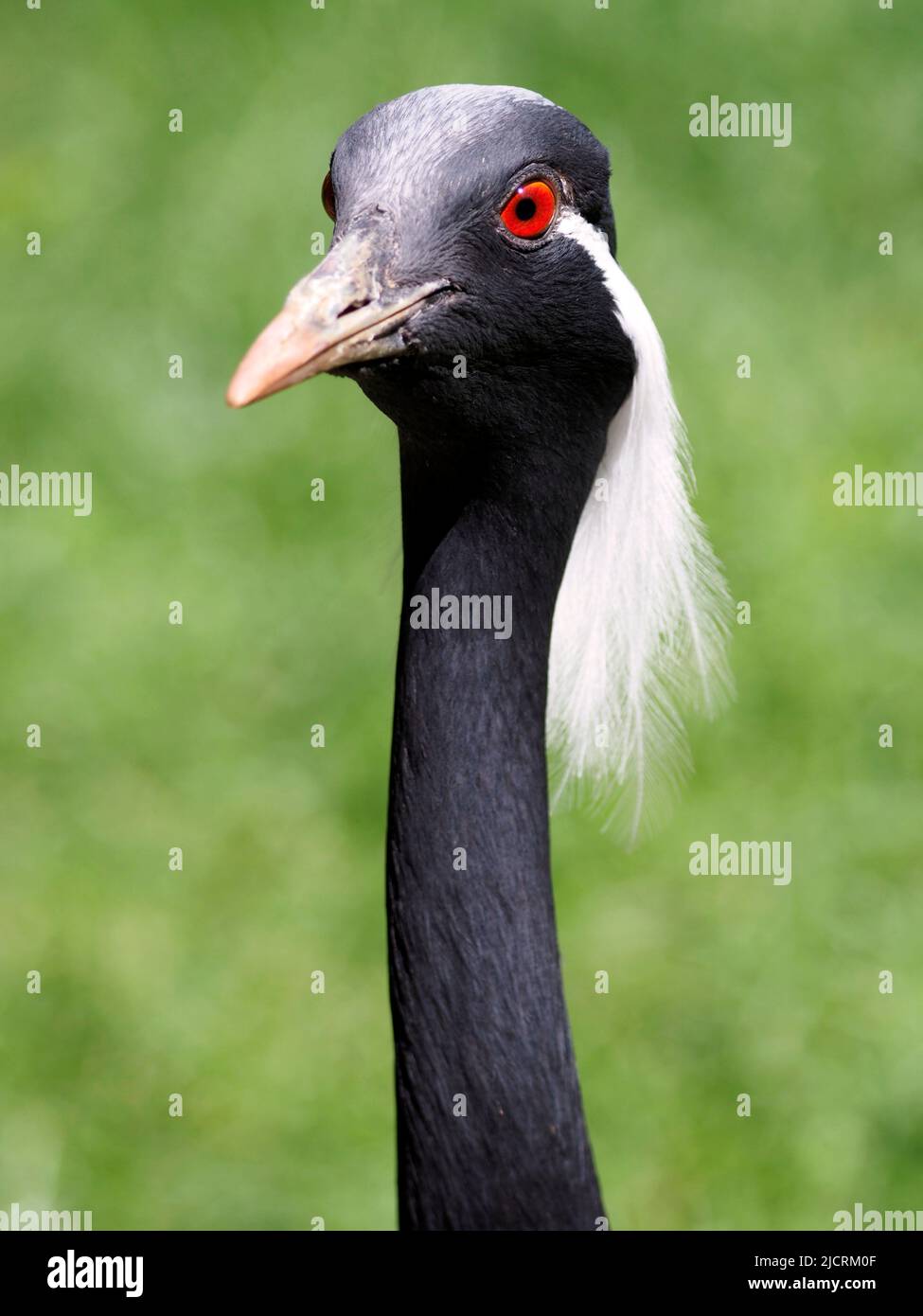 Nahaufnahme demoiselle Kraniche (Anthropoides jungfrau) auf grünem Hintergrund Stockfoto