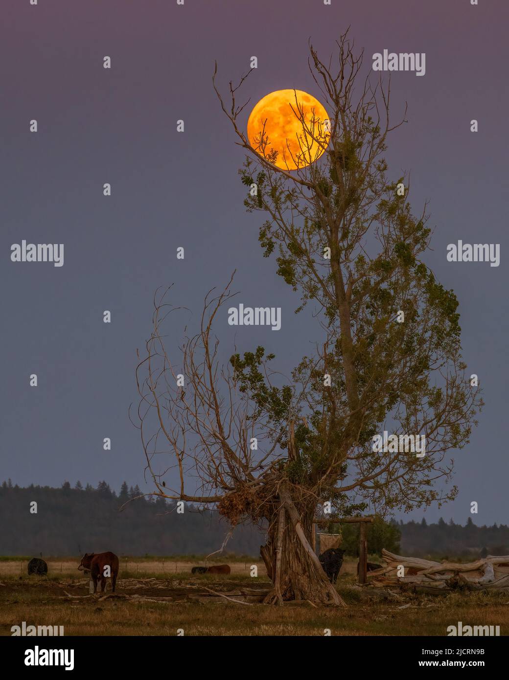 Aufsteigender Vollmond in Baumkronenspitze - fotografiert in Lassen County California, USA. Stockfoto