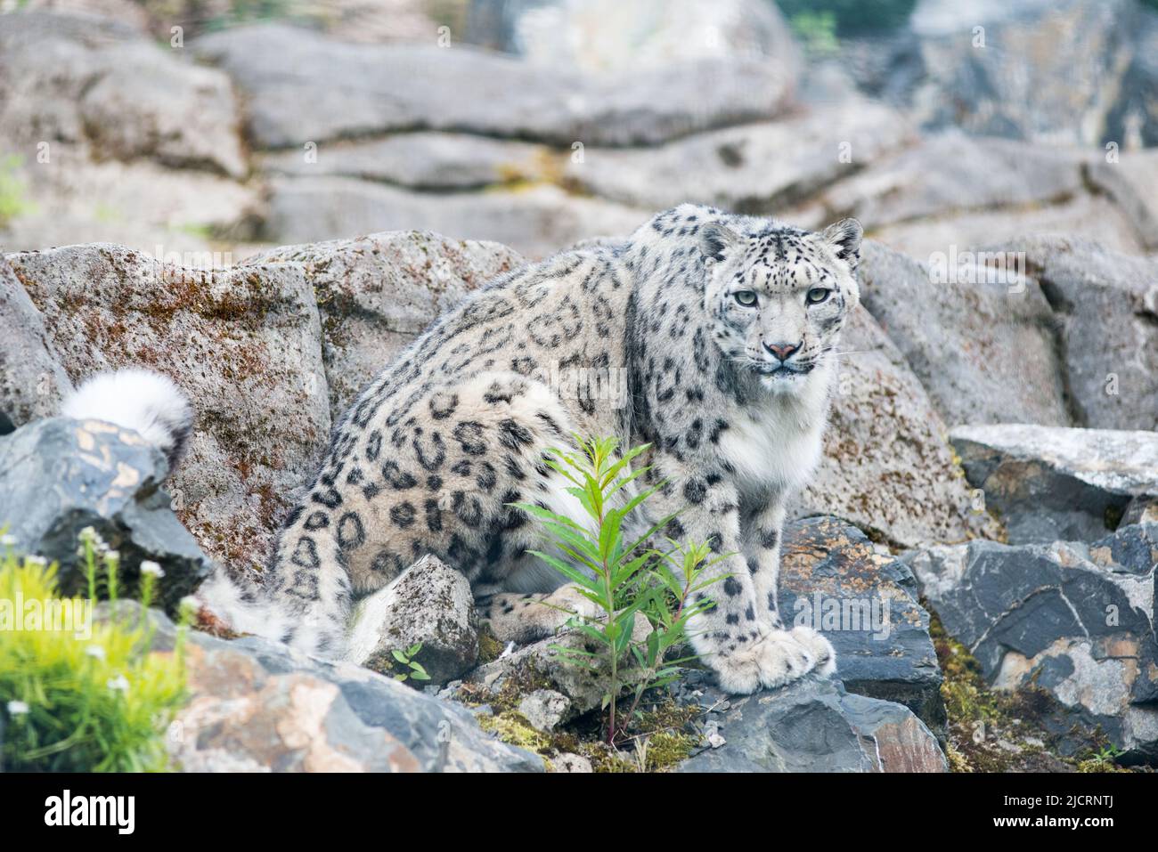 Schneeleopard fünf Schwestern Zoo West lothian Stockfoto