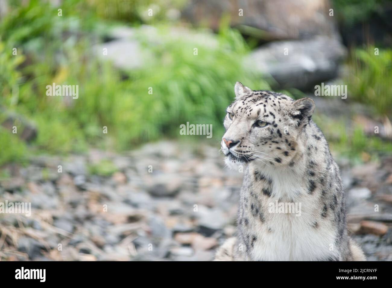 Schneeleopard fünf Schwestern Zoo West lothian Stockfoto
