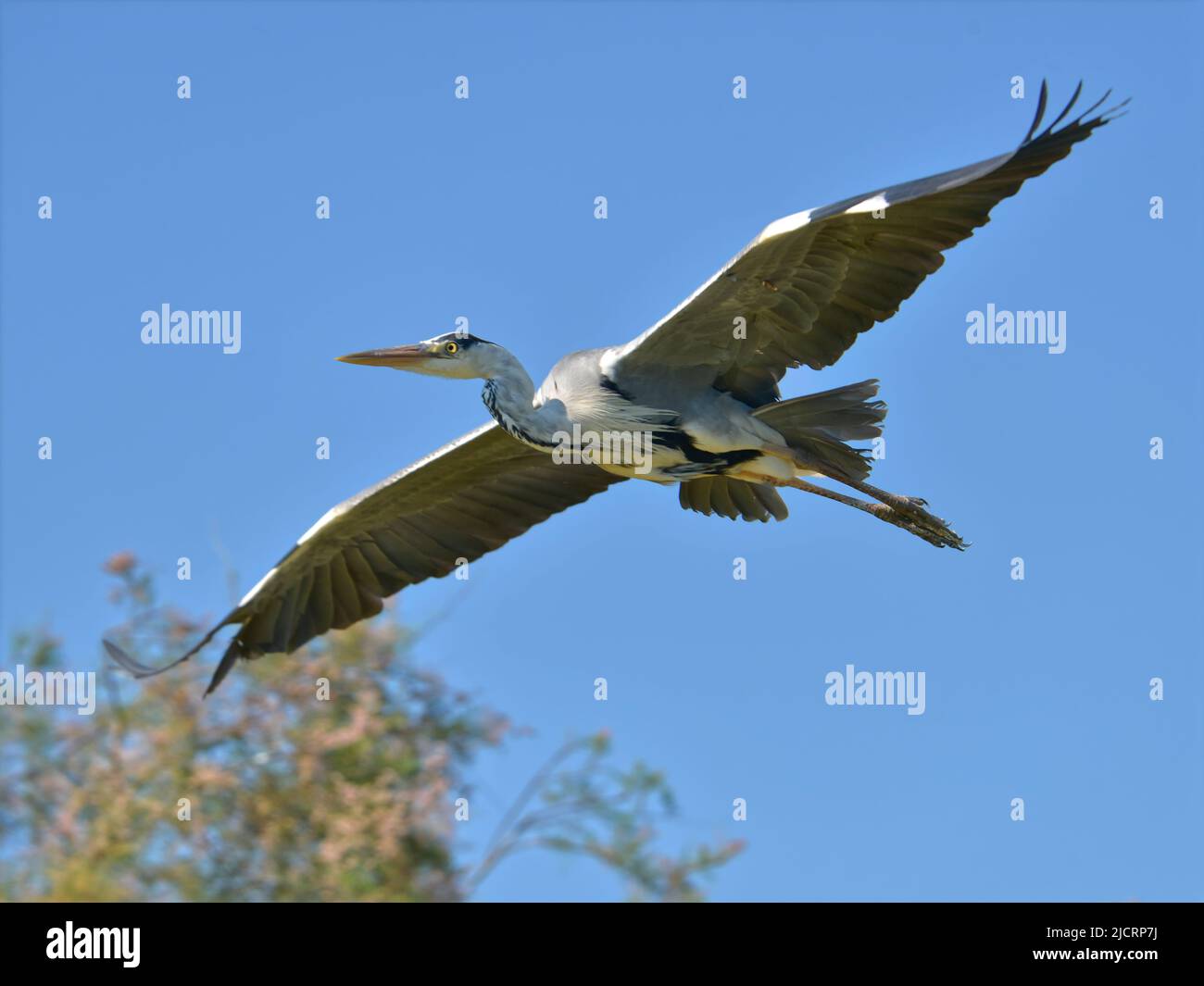 Nahaufnahme von Graureiher (Ardea cinerea) im Flug von unten auf dem blauen Hintergrund gesehen, in der Camargue ist eine Naturregion in Frankreich Stockfoto