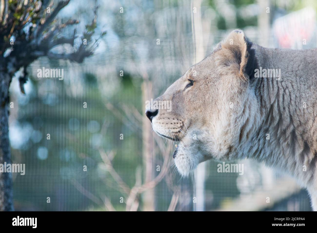 Löwen bei 5 Schwestern Zoo West lothian Stockfoto