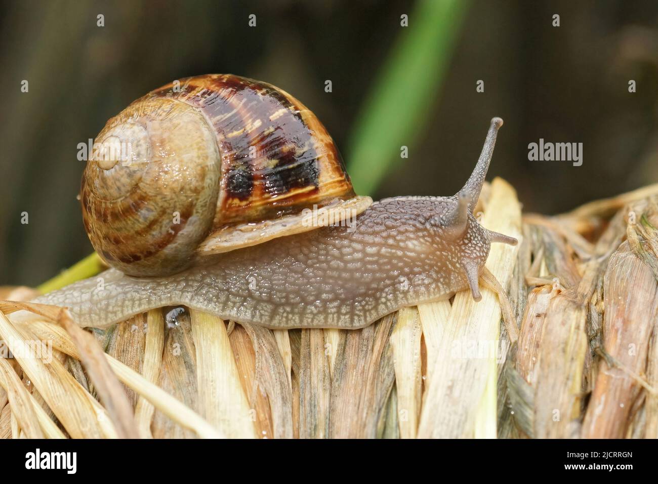 Nahaufnahme einer schleimigen Gartenschnecke, Cornu aspersum bewegt sich mit ihrer Schale auf dem Rücken, die auf totem Gras gleitet Stockfoto