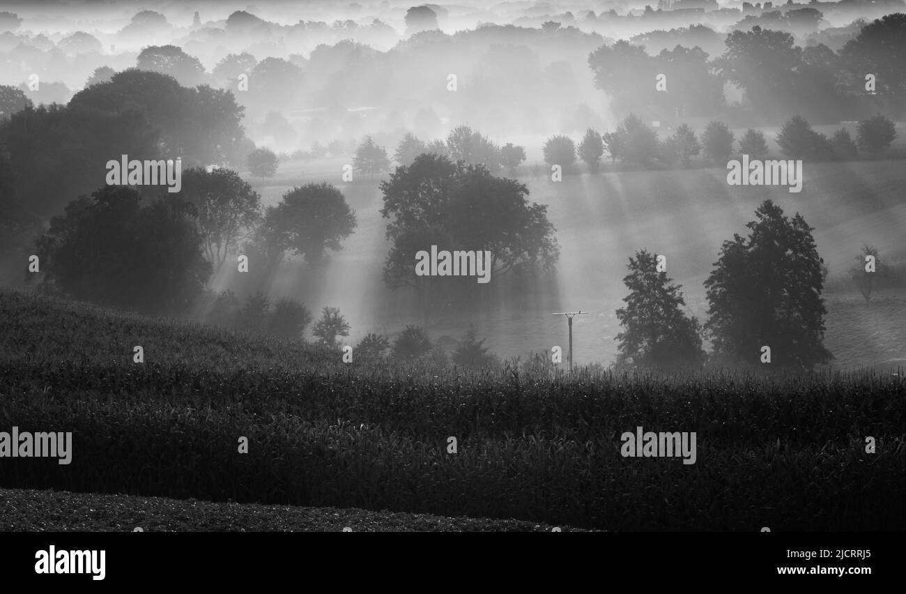 Sonnenaufgang über Maisfeldern in Norddeutschland Stockfoto