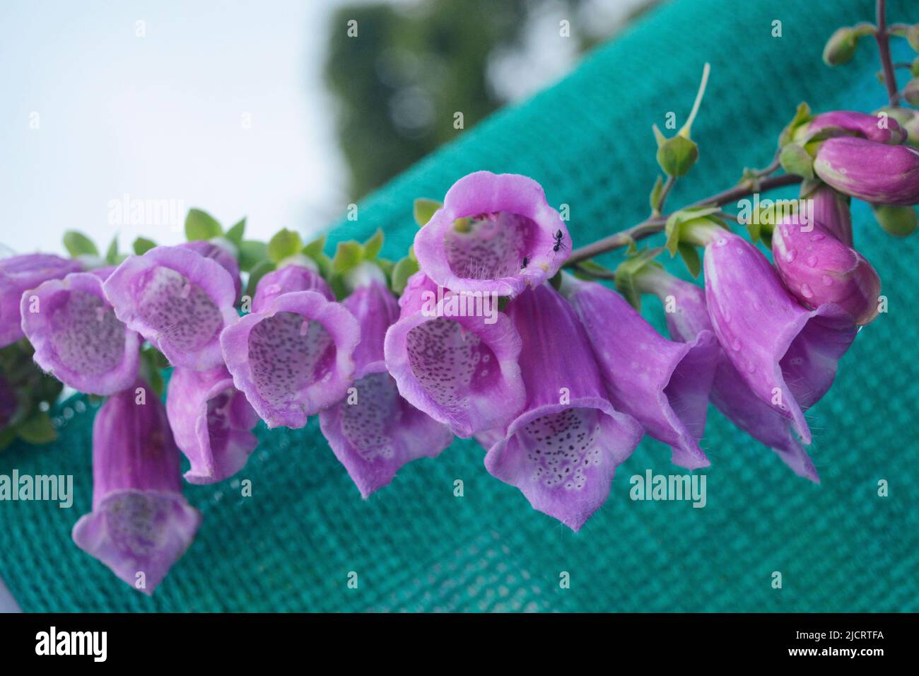 Schöne Blumen blühen , Blume für Wallpaer , Natur für Tapete, Low Cost Stock Photo Stockfoto