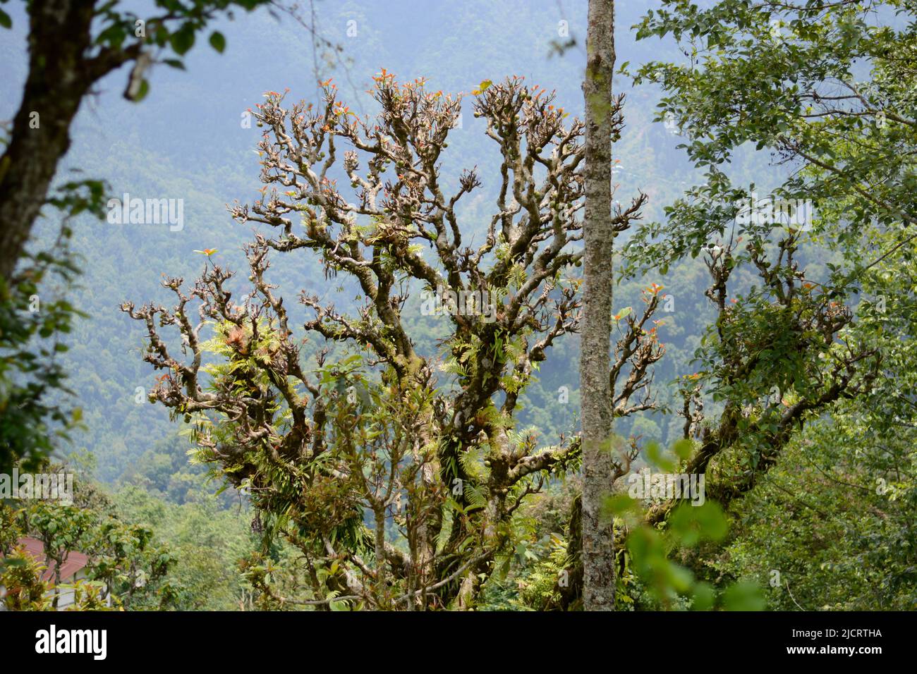 Schöne Blumen blühen , Blume für Wallpaer , Natur für Tapete, Low Cost Stock Photo Stockfoto