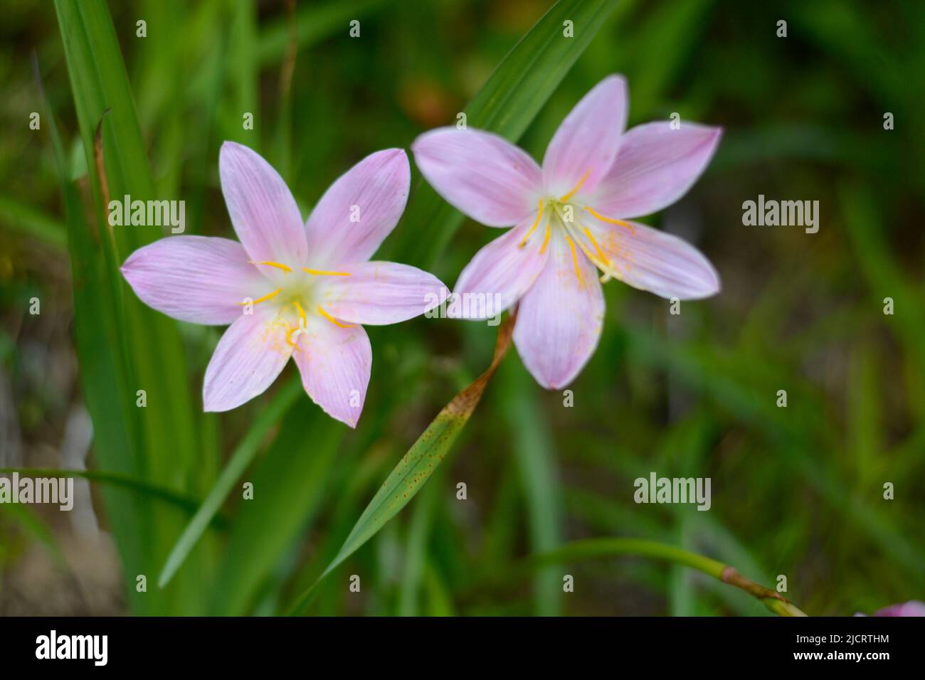 Schöne Blumen blühen , Blume für Wallpaer , Natur für Tapete, Low Cost Stock Photo Stockfoto