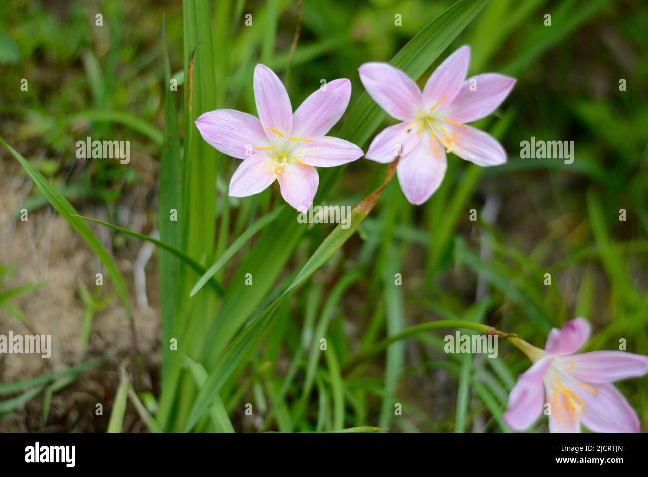 Schöne Blumen blühen , Blume für Wallpaer , Natur für Tapete, Low Cost Stock Photo Stockfoto