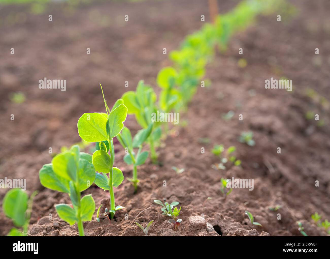 Eine Reihe junger Erbsenpflanzen im heimischen Garten. Stockfoto