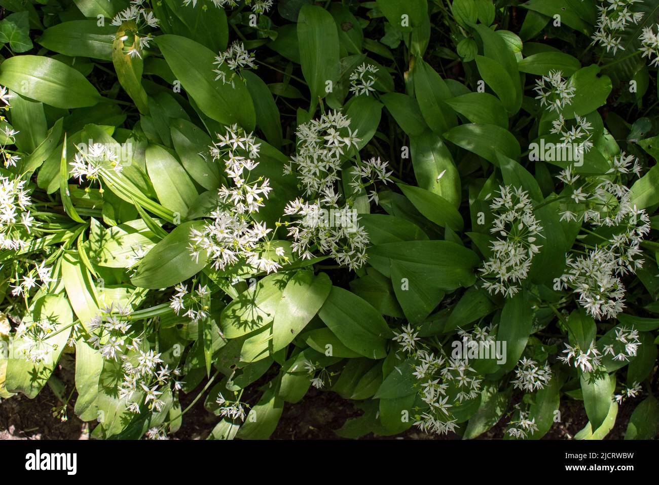 Fülle von Bärlauch wächst in den Wäldern Stockfoto