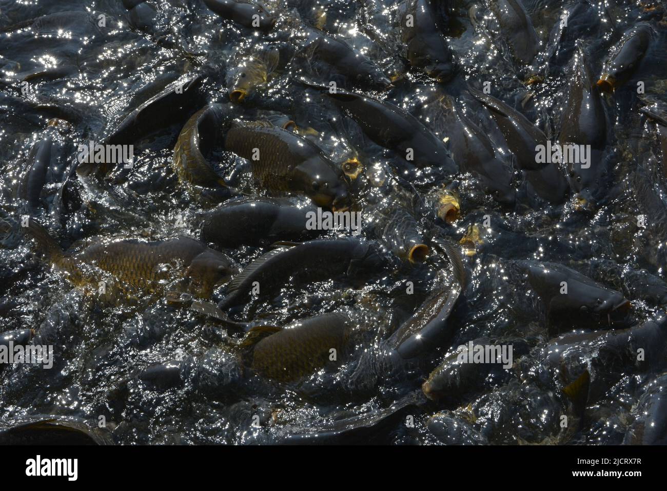 Schule und Schwarm (Fischgruppe) Stockfoto