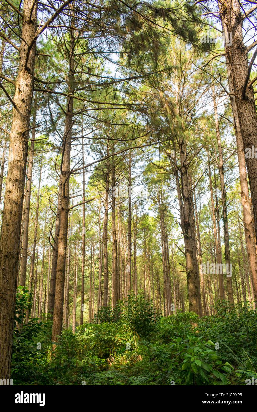 Kiefernbaum (Pinus Elliottii) Plantage in Sao Francisco de Paula (Carapina Region) - Brasilien Stockfoto