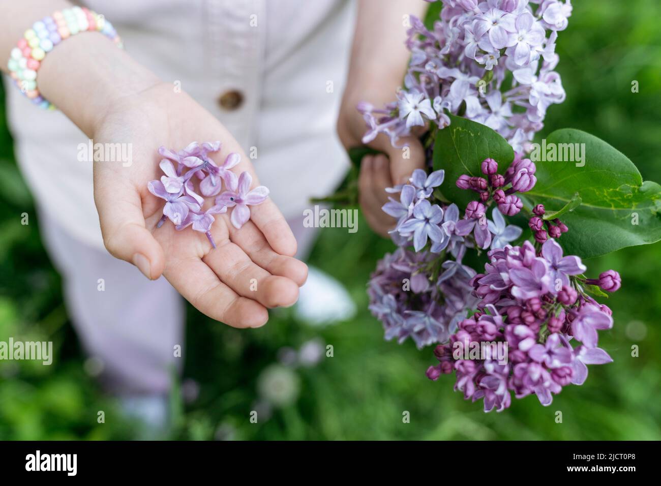 Blumen und Zweige von lila Flieder in den Händen eines Mädchens. Stockfoto